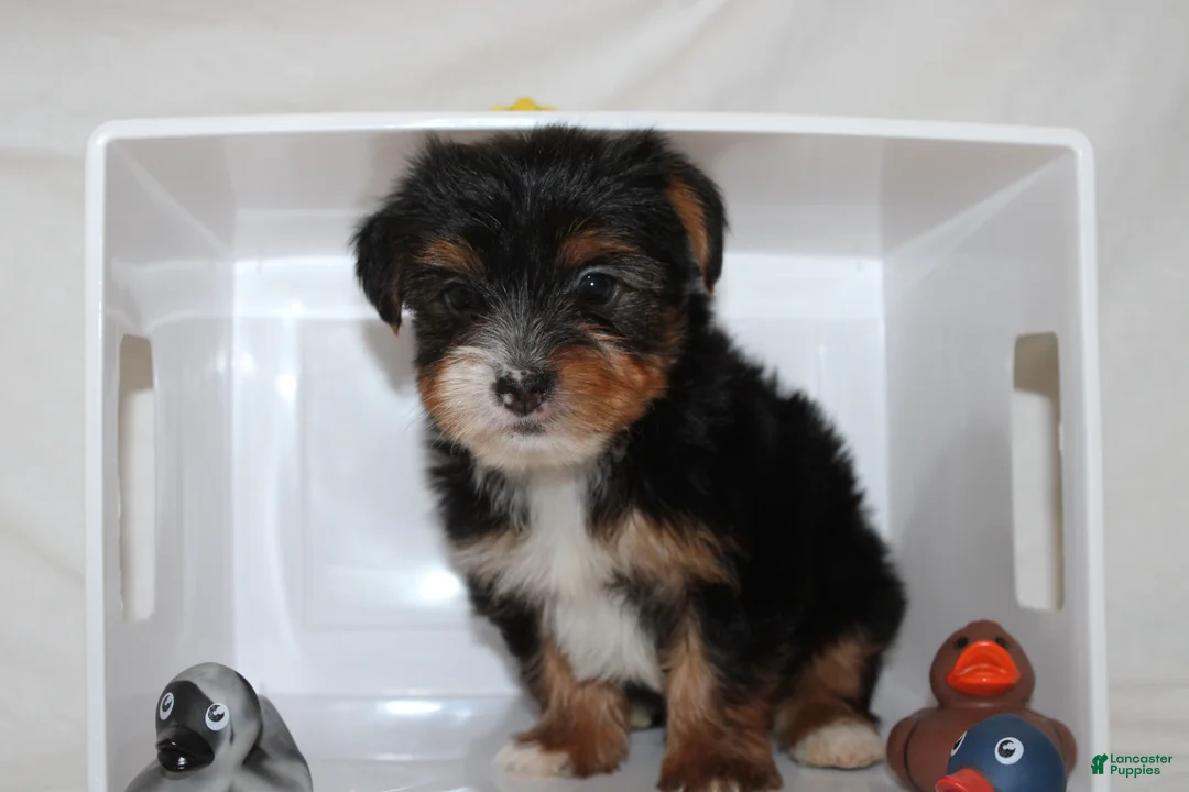 Yorkshire Terrier dogs for sale: Kaiden - Ad 3