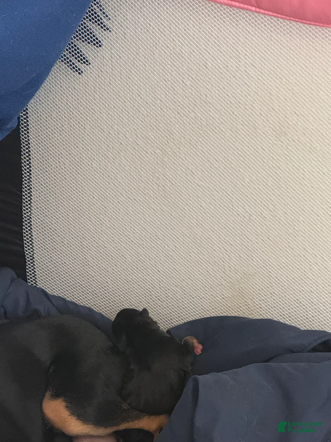 Mixed Breed dogs for sale: Mixed Breed Puppy 2 - Ad 3