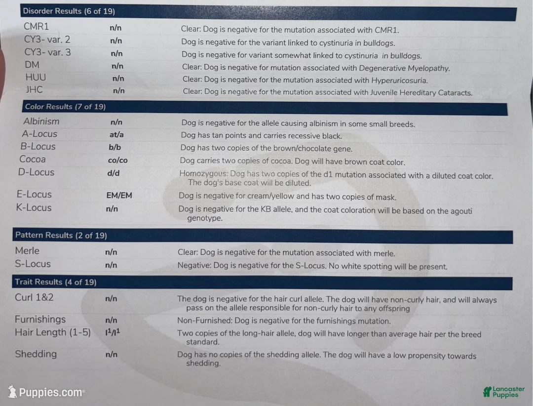 French Bulldog dogs for sale: New shade Isabella  - Ad 4