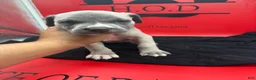 Cane Corso dogs for sale: Krona - Ad 4
