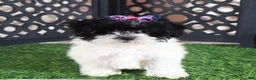 Maltipoo dogs for sale: Peaches Pretty Toy Maltipoo - Ad 4