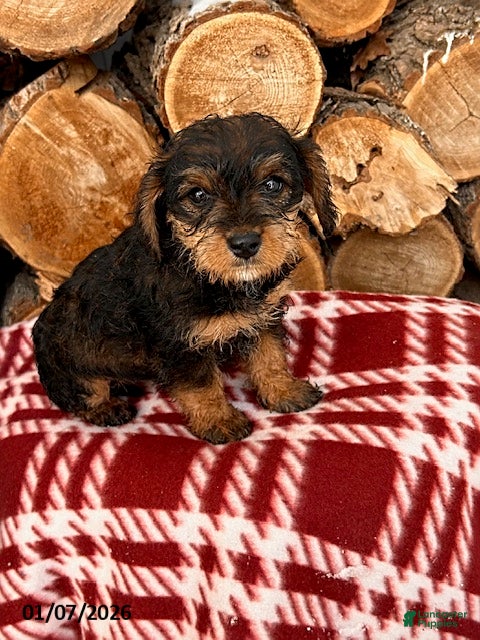 Mixed Breed dogs Lucy - Ad 35