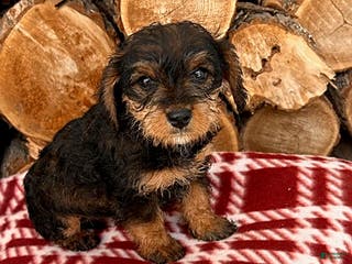 Mixed Breed dogs Lucy - Ad 35