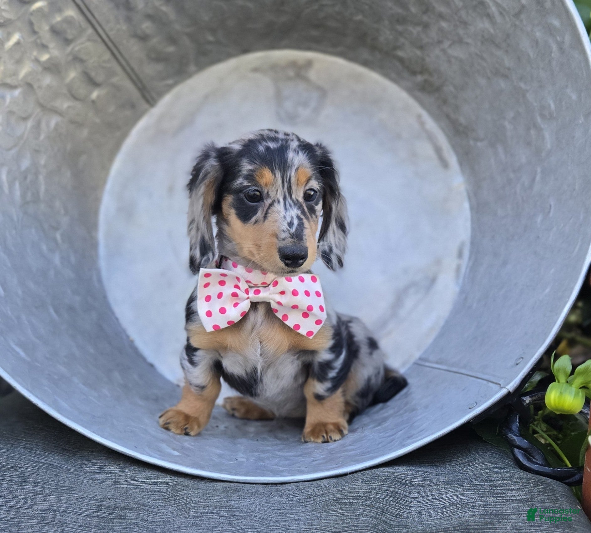 Miniature Dachshund dogs Tracy - Ad 1