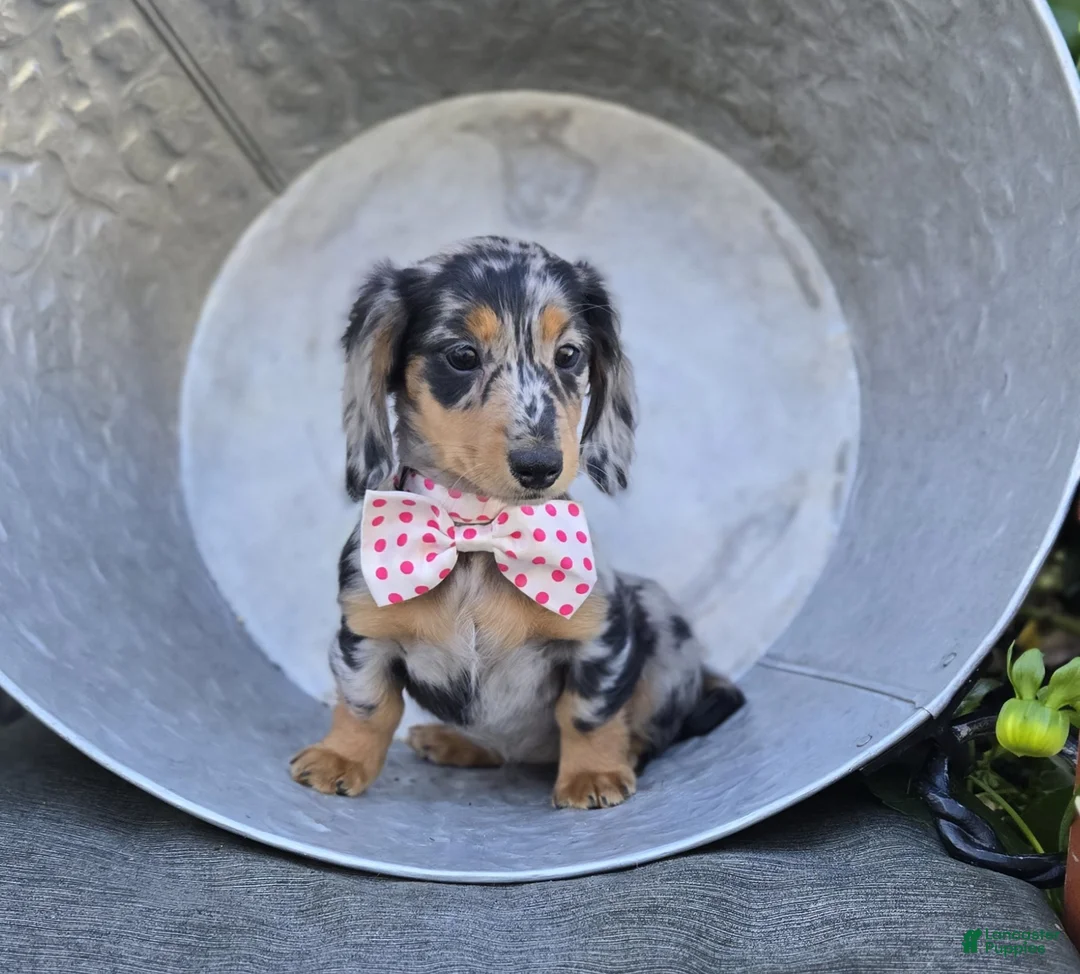 Miniature Dachshund dogs for sale: Tracy - Ad 1