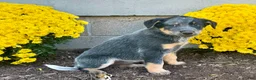 Australian Cattle Dog dogs for sale: Diamond - Ad 4