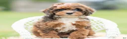 Toy Poodle dogs for sale: Star - Ad 5