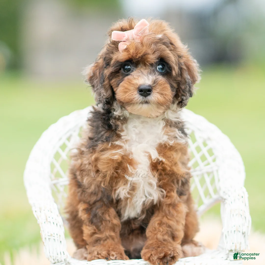 Toy Poodle dogs for sale: Star - Ad 5
