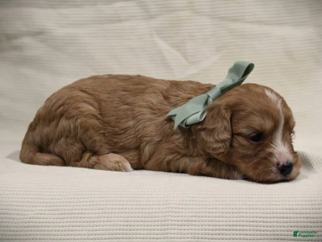 Cavapoo dogs for sale: Tanner - Ad 3