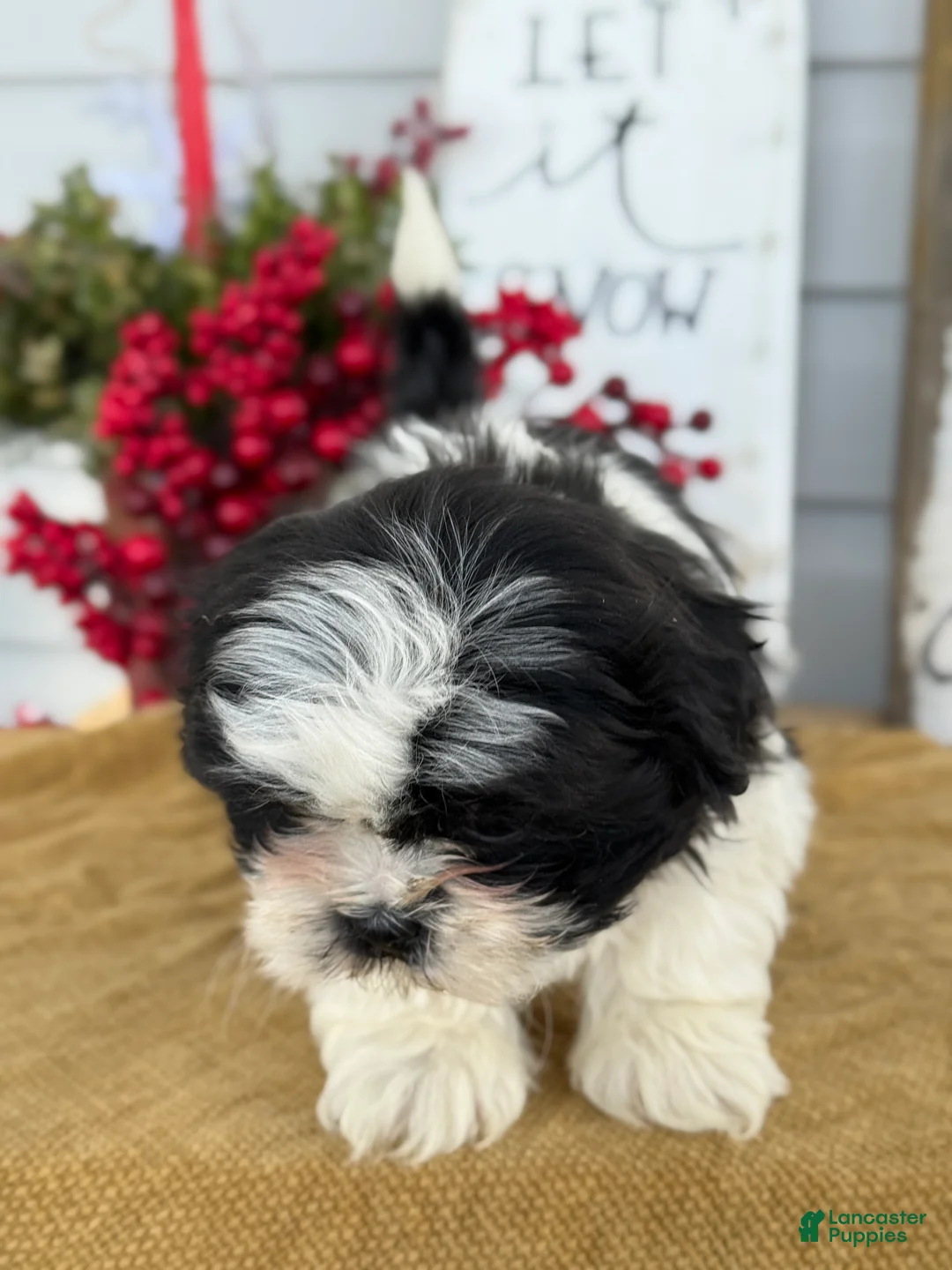 Shih Tzu dogs for sale: Pip - Ad 7