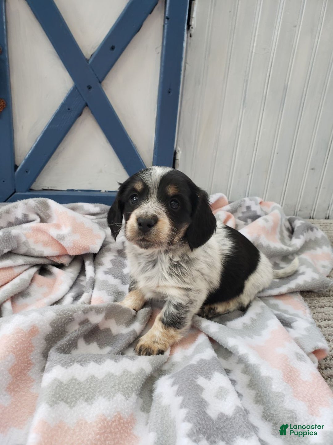 Miniature Dachshund dogs for sale: Jaron - Ad 6