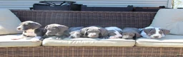 Great Dane dogs for sale: Flora - Ad 6