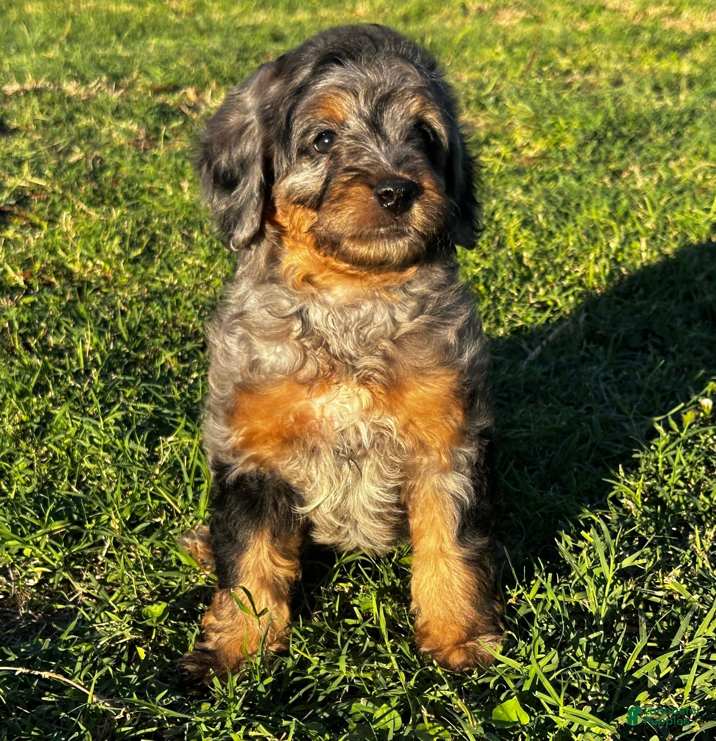 Mixed Breed dogs for sale: Phantom Merle Micro Bernedoodle - Ad 1