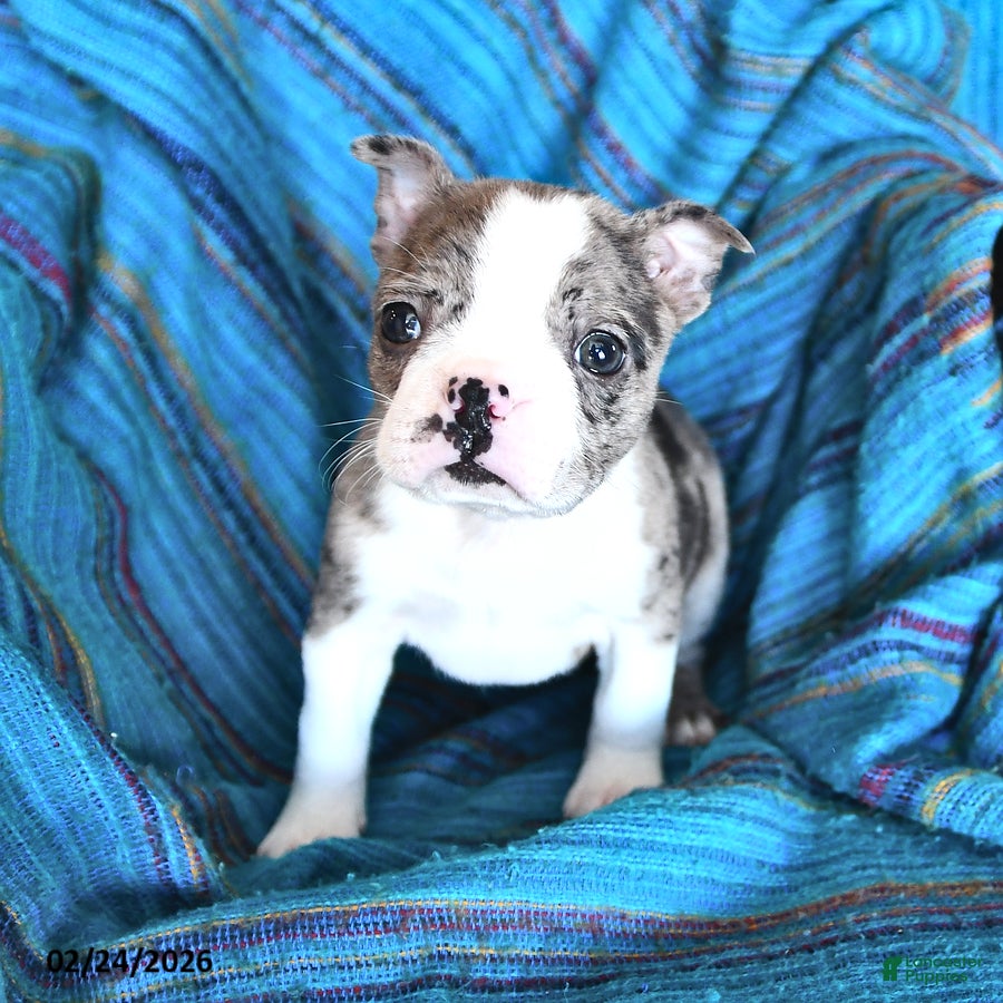 Boston Terrier dogs Gina - Ad 2