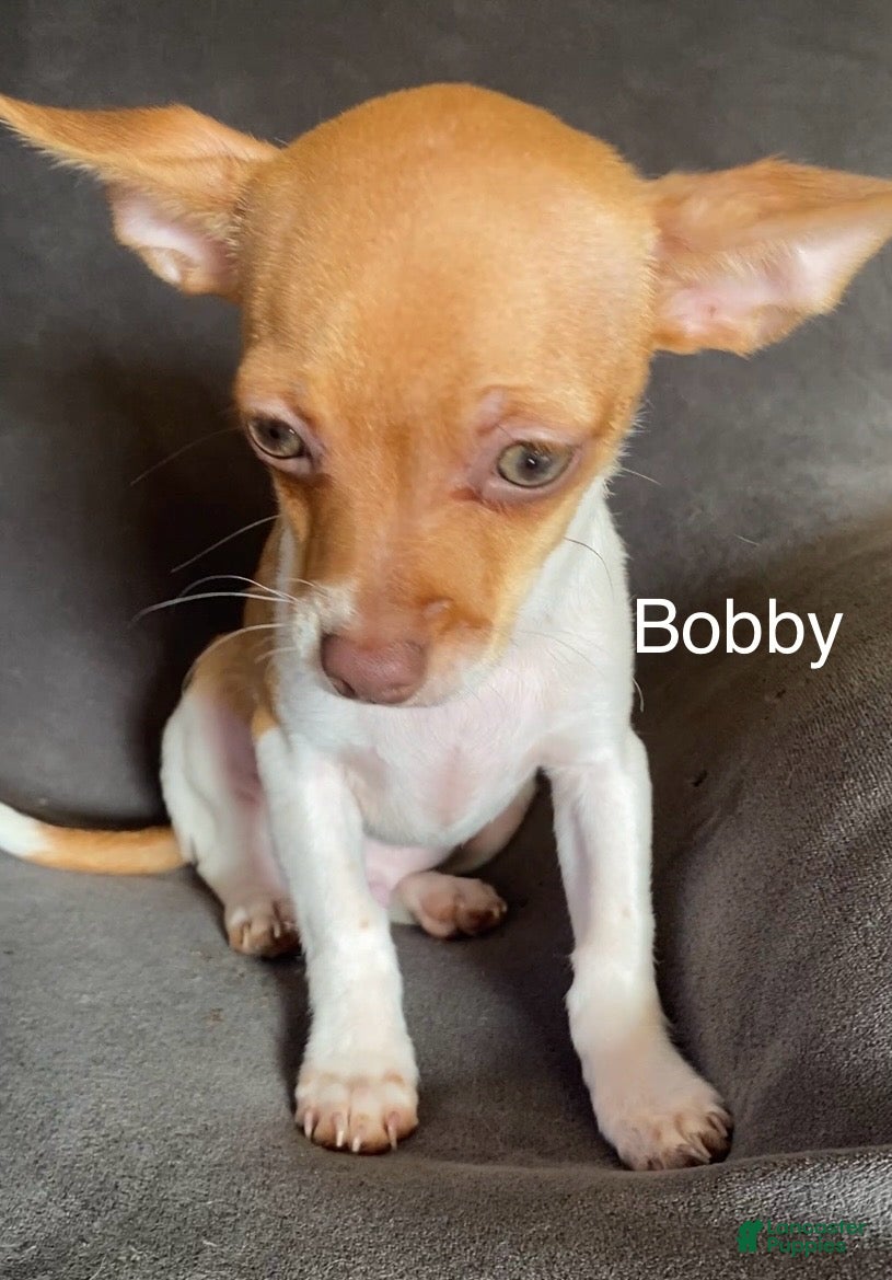 Chihuahua dogs Bobby - Ad 7