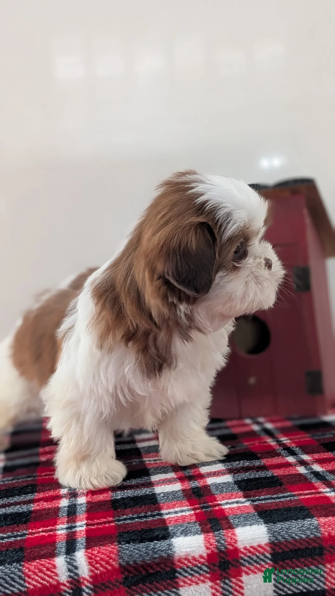 Shih Tzu dogs for sale: Cooper - Ad 4