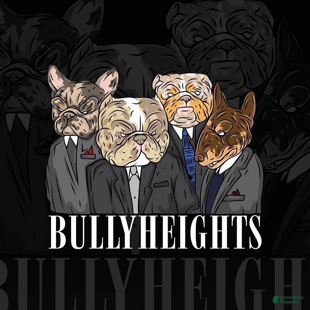 American Bully dogs American Bully Puppy 2 - Ad 10