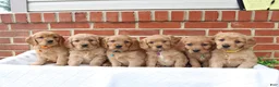 Miniature Golden Retriever dogs for sale: Julia - Ad 2