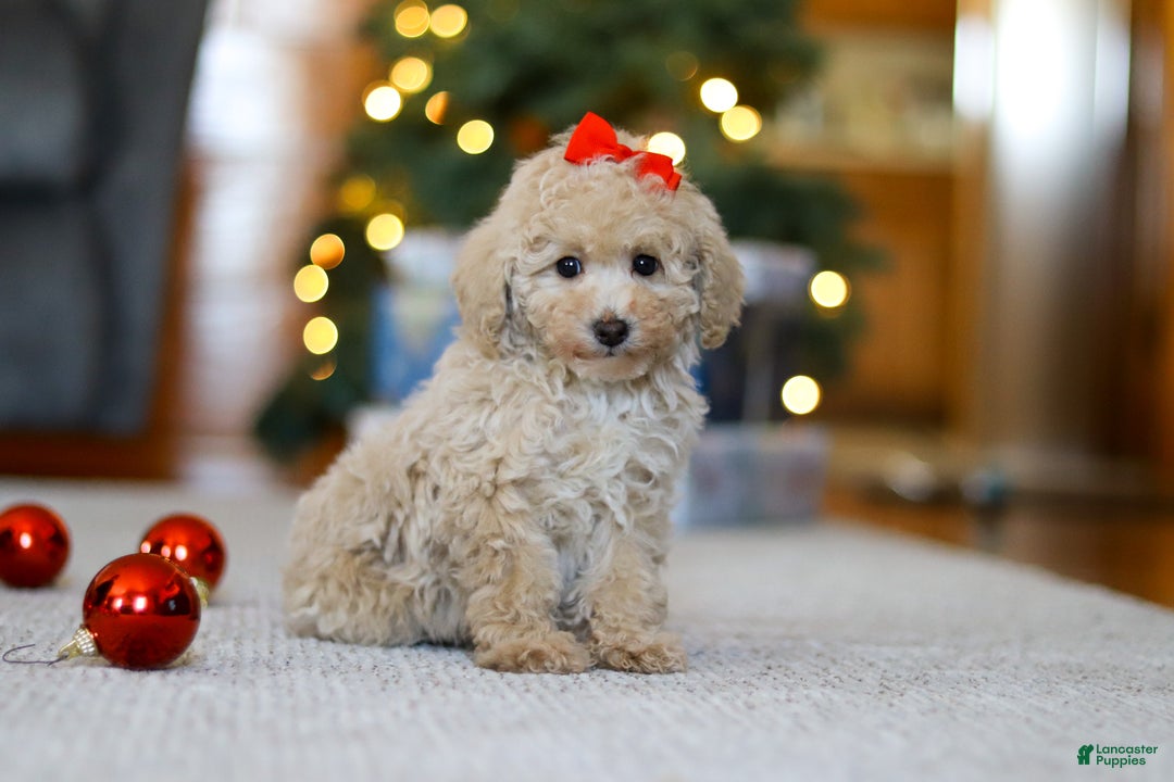 Miniature Poodle dogs for sale: Besty - Ad 3