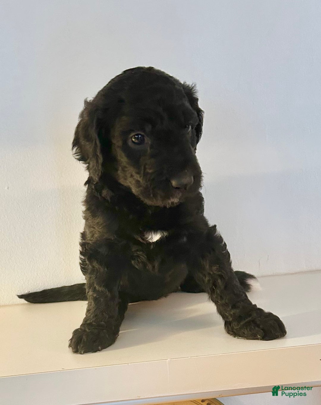 Goldendoodle dogs for sale: Gigi - Ad 1