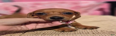 Dachshund 2