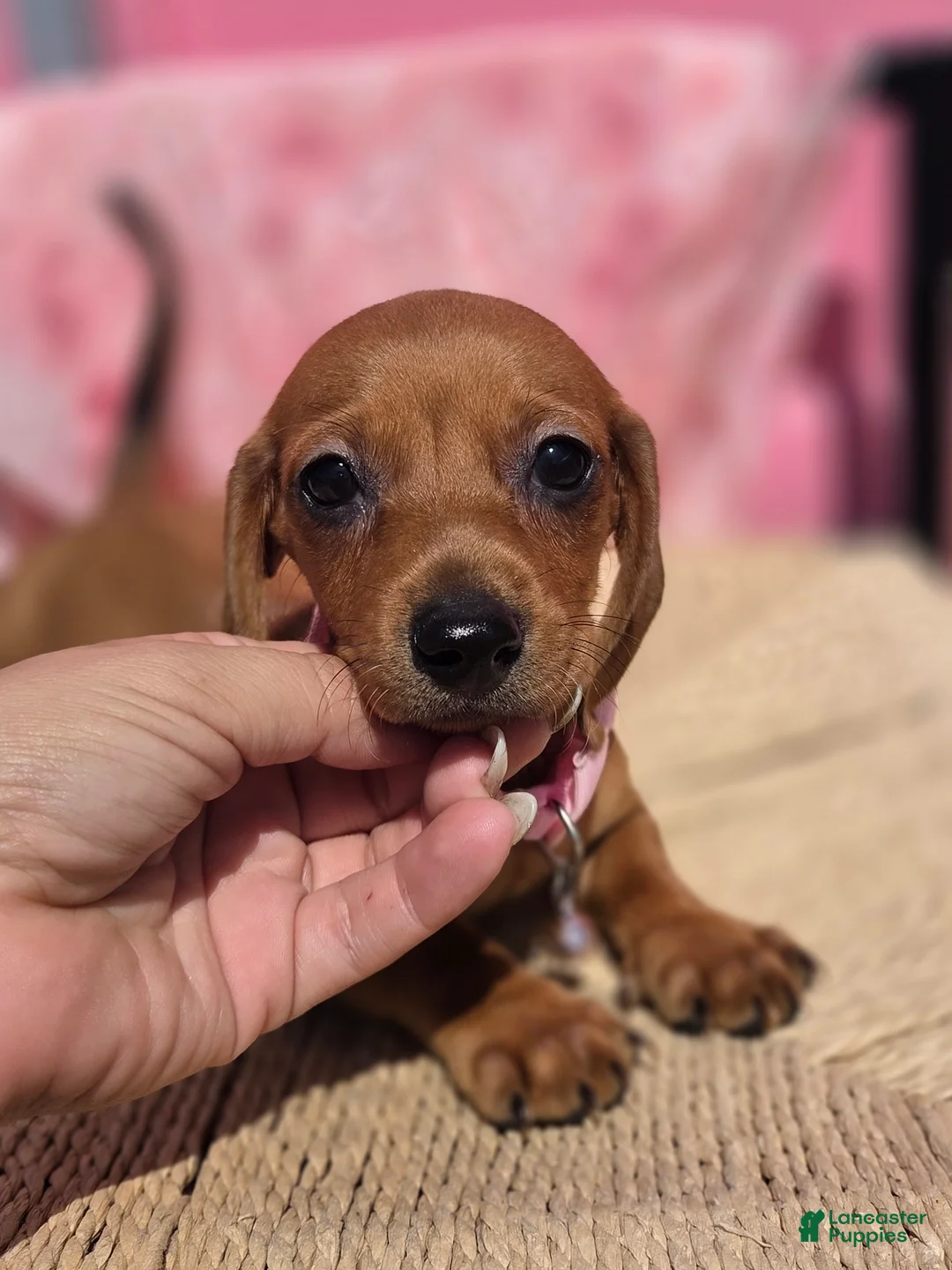 Dachshund dogs for sale: Dachshund 2 - Ad 1
