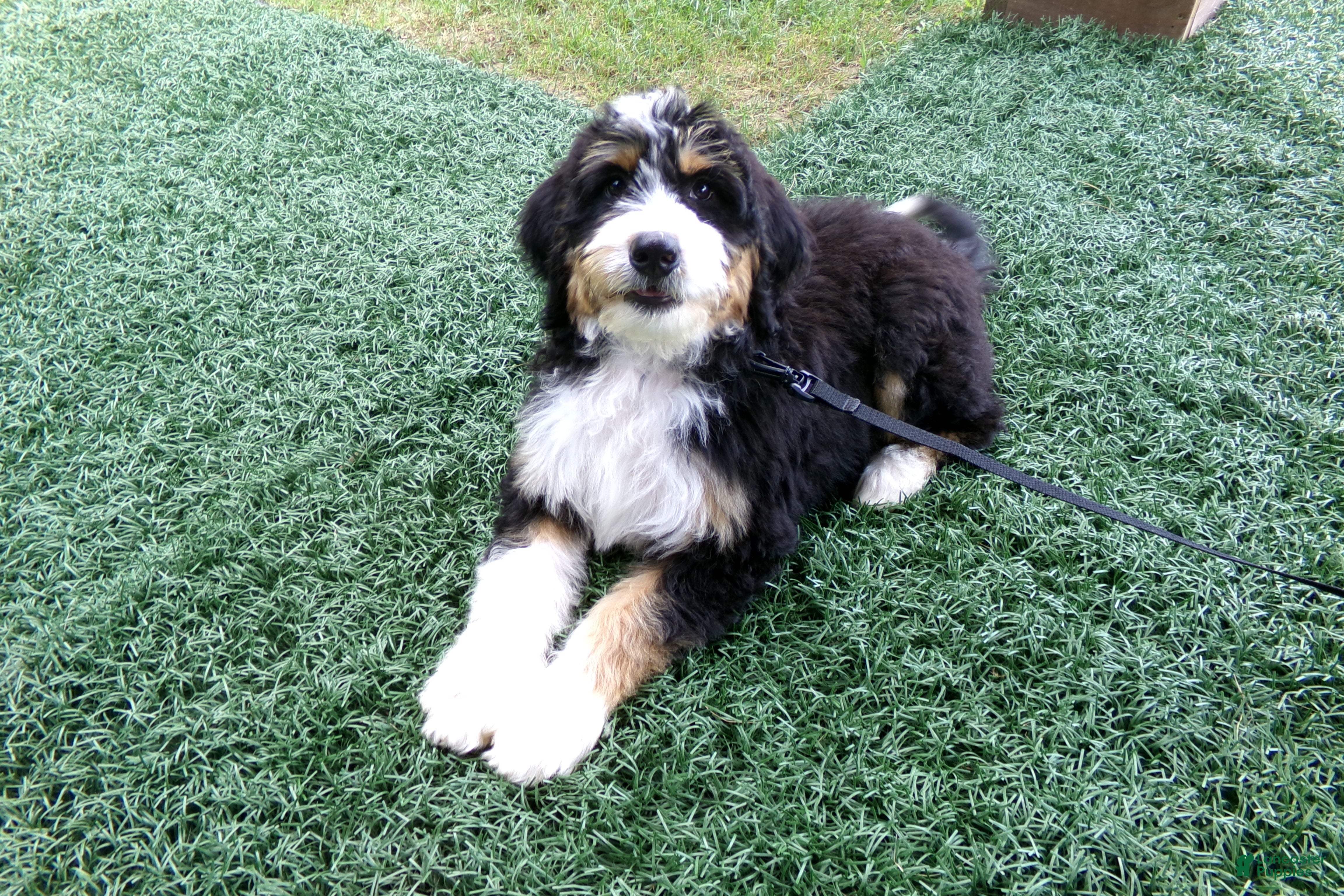 Mini Bernedoodle dogs Bella - Ad 1