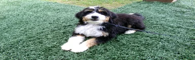 Bella