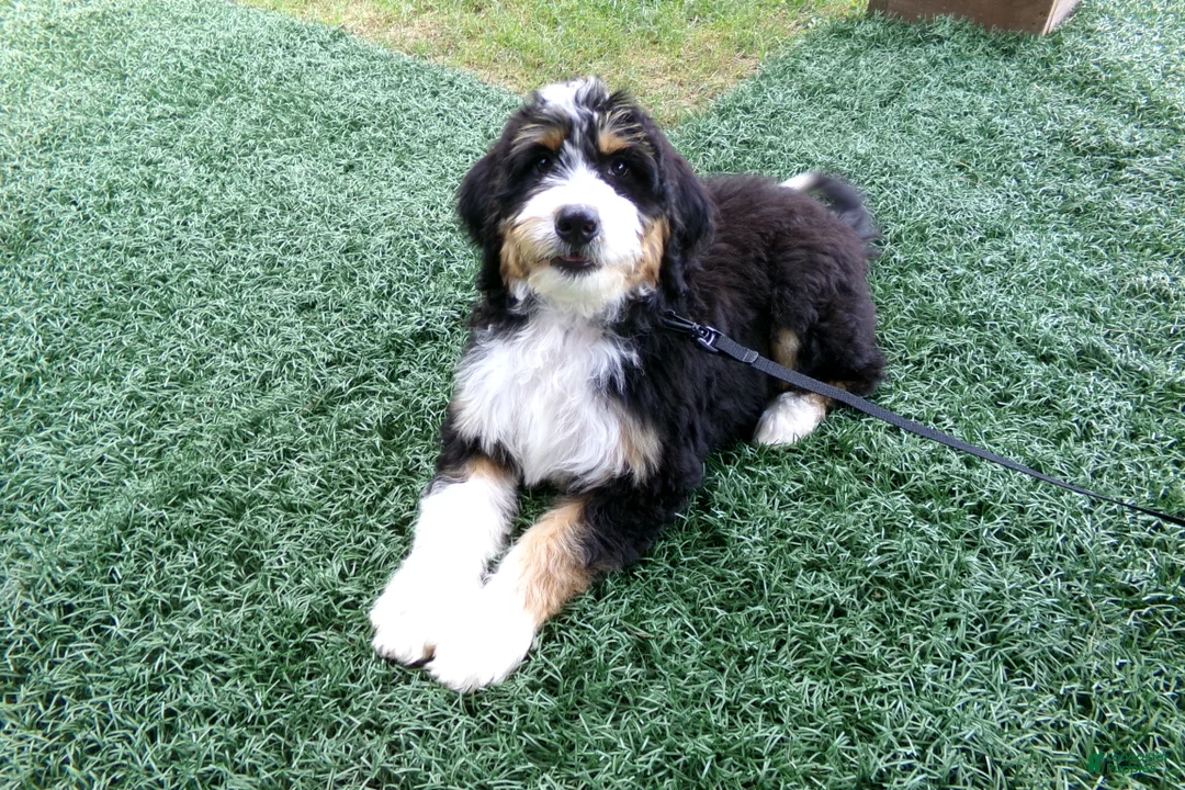 Mini Bernedoodle dogs for sale: Bella - Ad 1