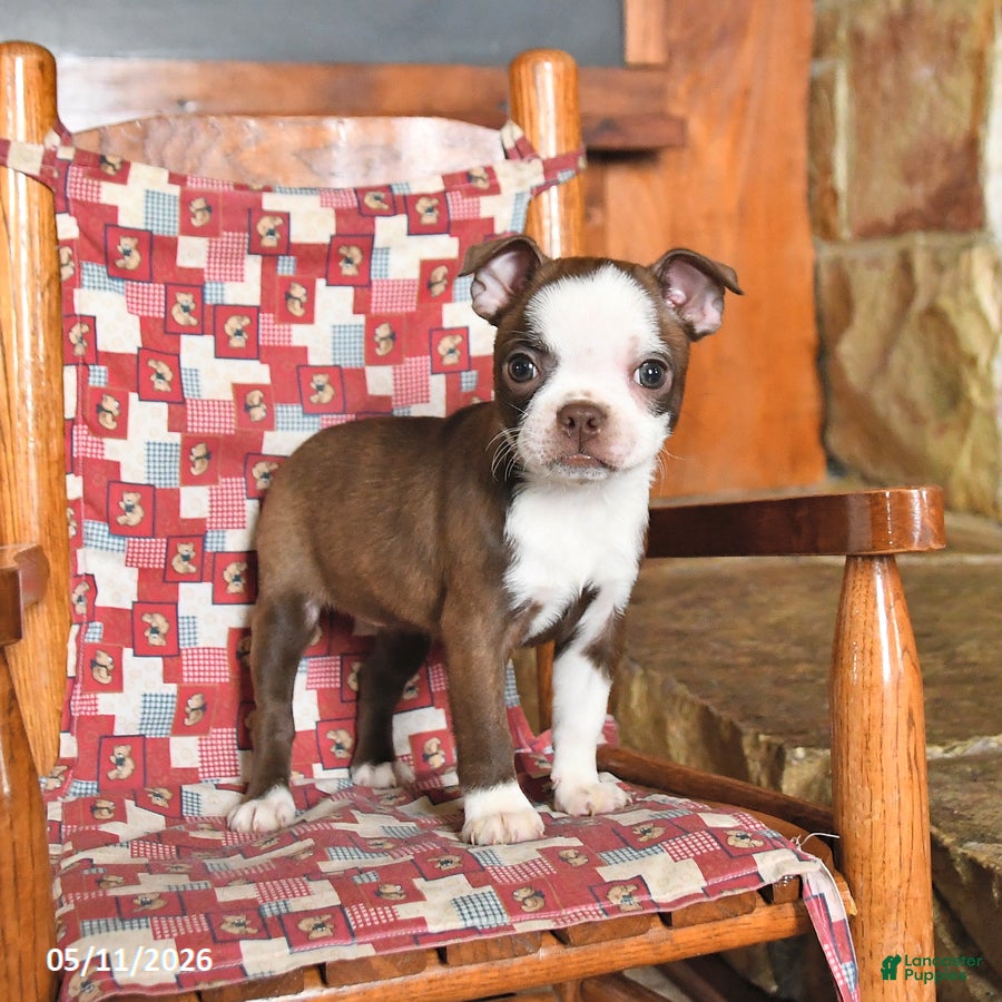 Boston Terrier dogs Luna  - Ad 2