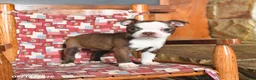Boston Terrier dogs for sale: Luna  - Ad 2