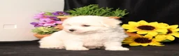 Bichon Frise dogs for sale: Sadie - Ad 4