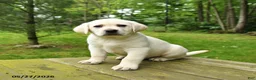 Labrador Retriever dogs for sale: Tank - Ad 2