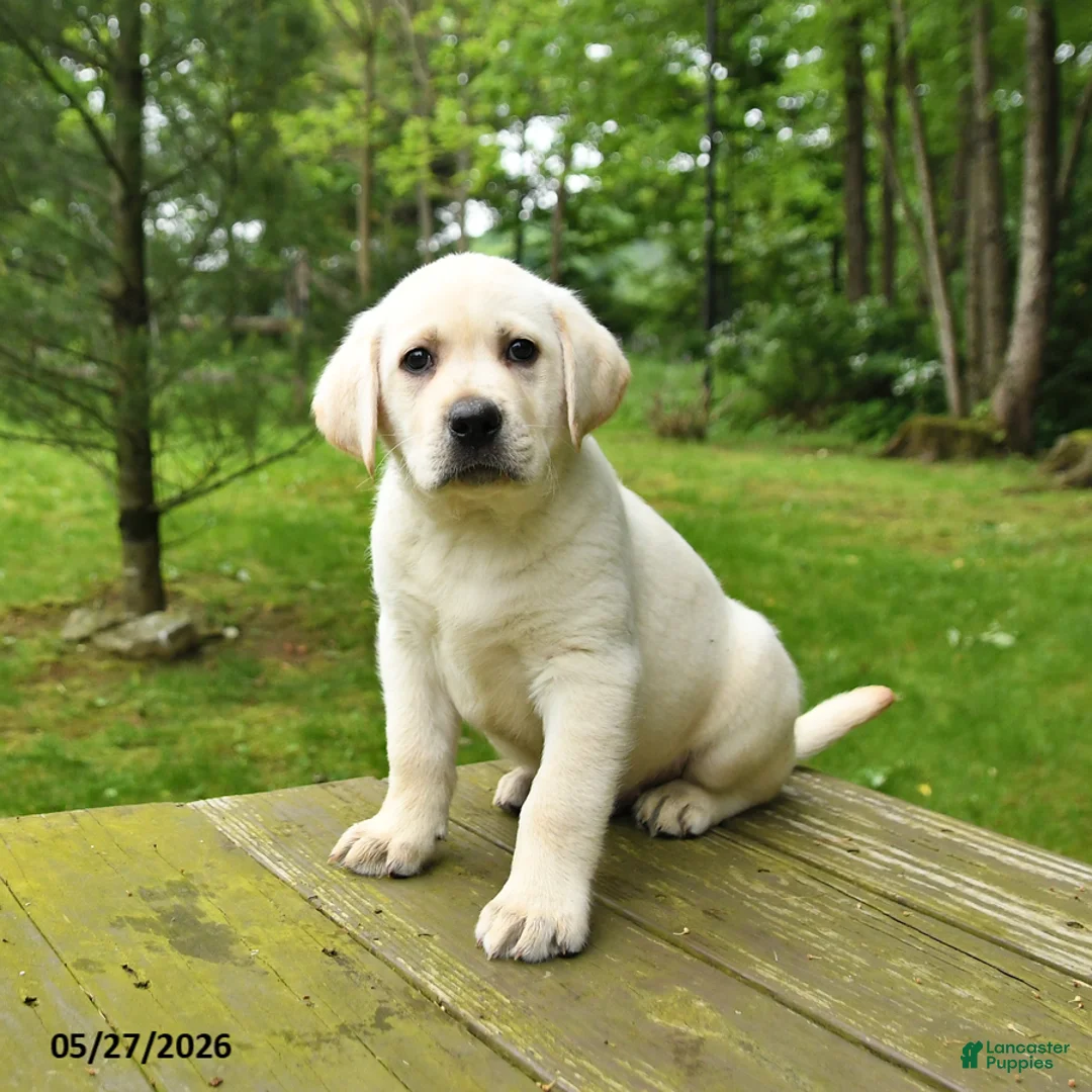 Labrador Retriever dogs for sale: Tank - Ad 2