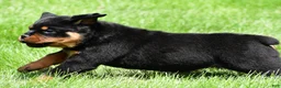 Rottweiler dogs for sale: virginia - Ad 5