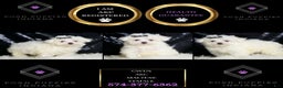 Maltese dogs for sale: Gwen - Ad 6