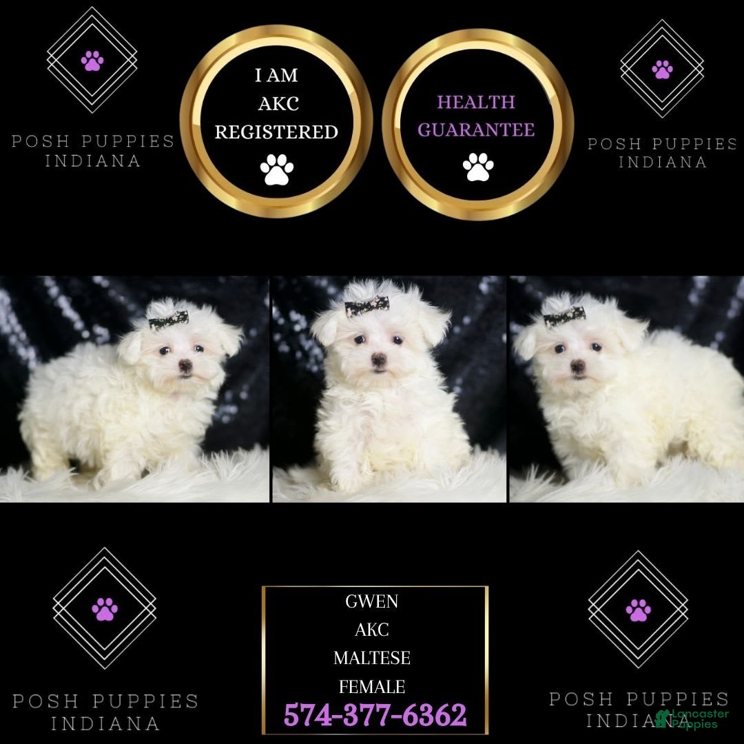 Maltese dogs for sale: Gwen - Ad 6