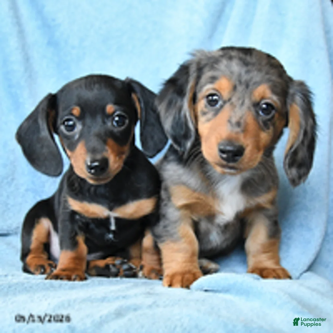 Dachshund dogs for sale: Victor - Ad 5