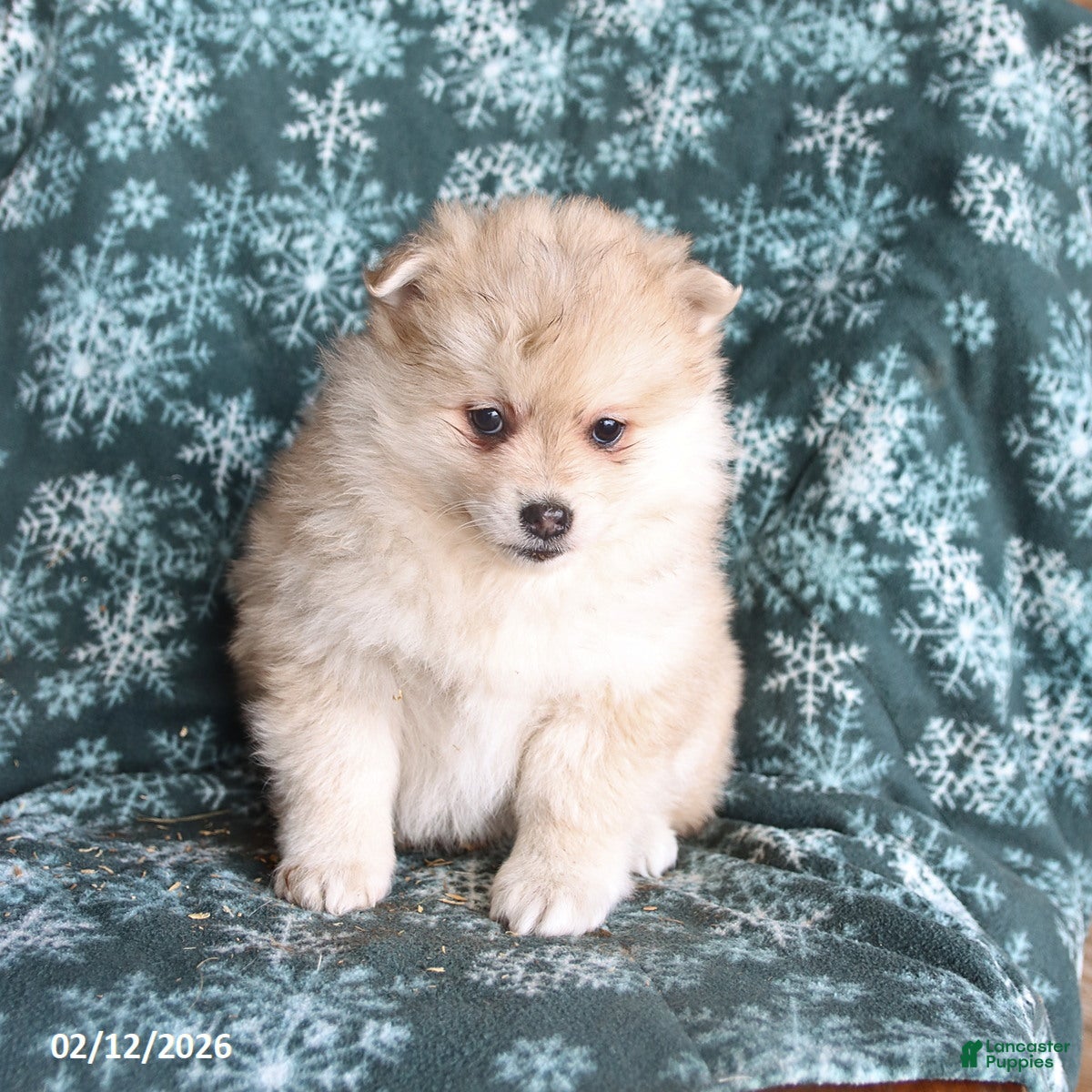 Pomsky dogs Leo - Ad 2