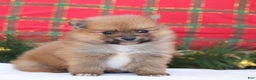Pomeranian dogs for sale: Rumble - Ad 4