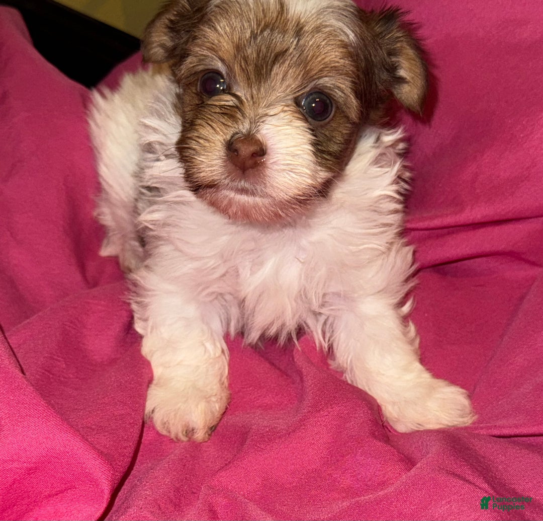 Yorkshire Terrier dogs for sale: Patches - Ad 1