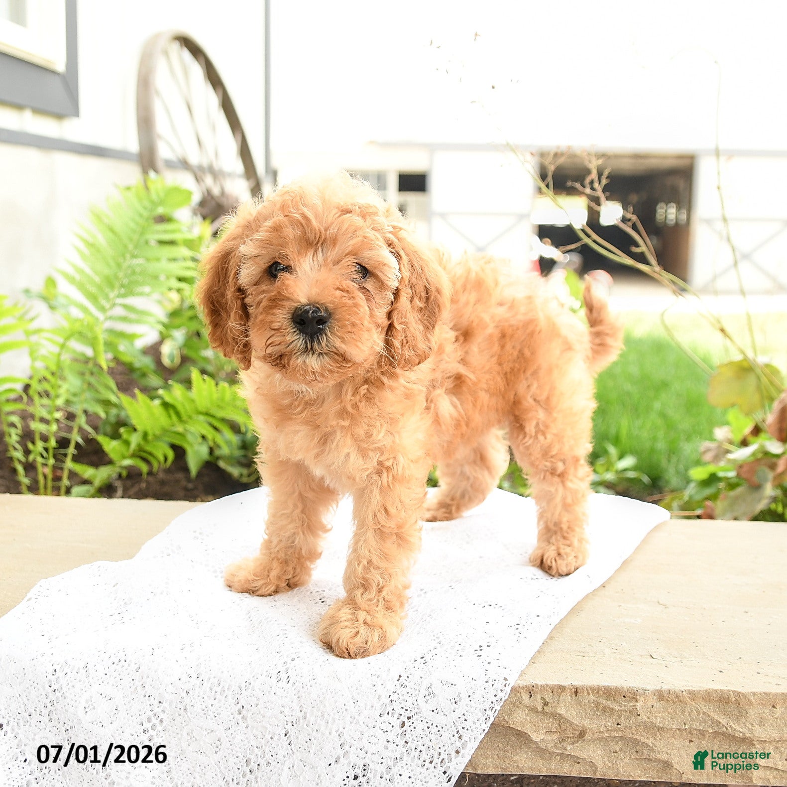 Miniature Poodle dogs Happy - Ad 2