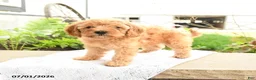 Miniature Poodle dogs for sale: Happy - Ad 3