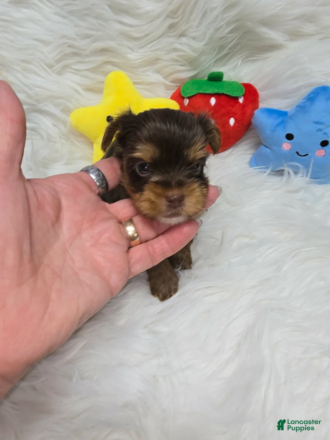 Yorkshire Terrier dogs for sale: Girl 3 - Ad 1