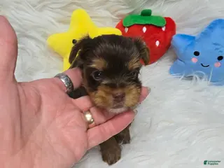 Yorkshire Terrier dogs Girl 3 - Ad 30