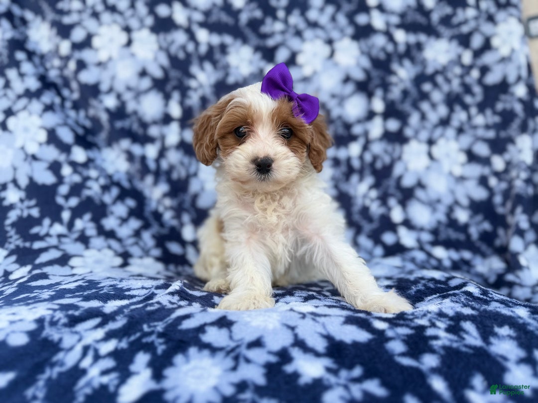 Cavapoo dogs for sale: Opal - Ad 4