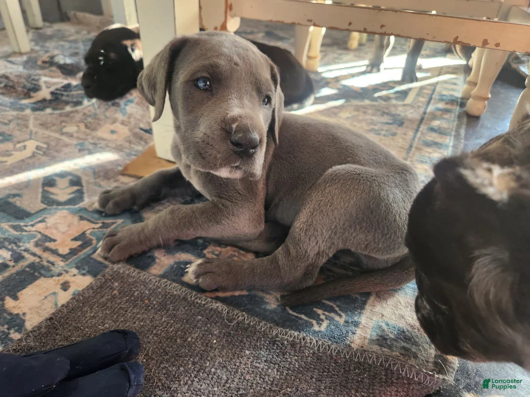 Great Dane dogs for sale: Great Dane Puppy Daisy - Ad 1