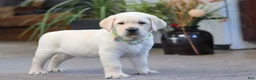 Labrador Retriever dogs for sale: Steve - Ad 6