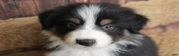 Australian Shepherd dogs for sale: Onyx  - Ad 3