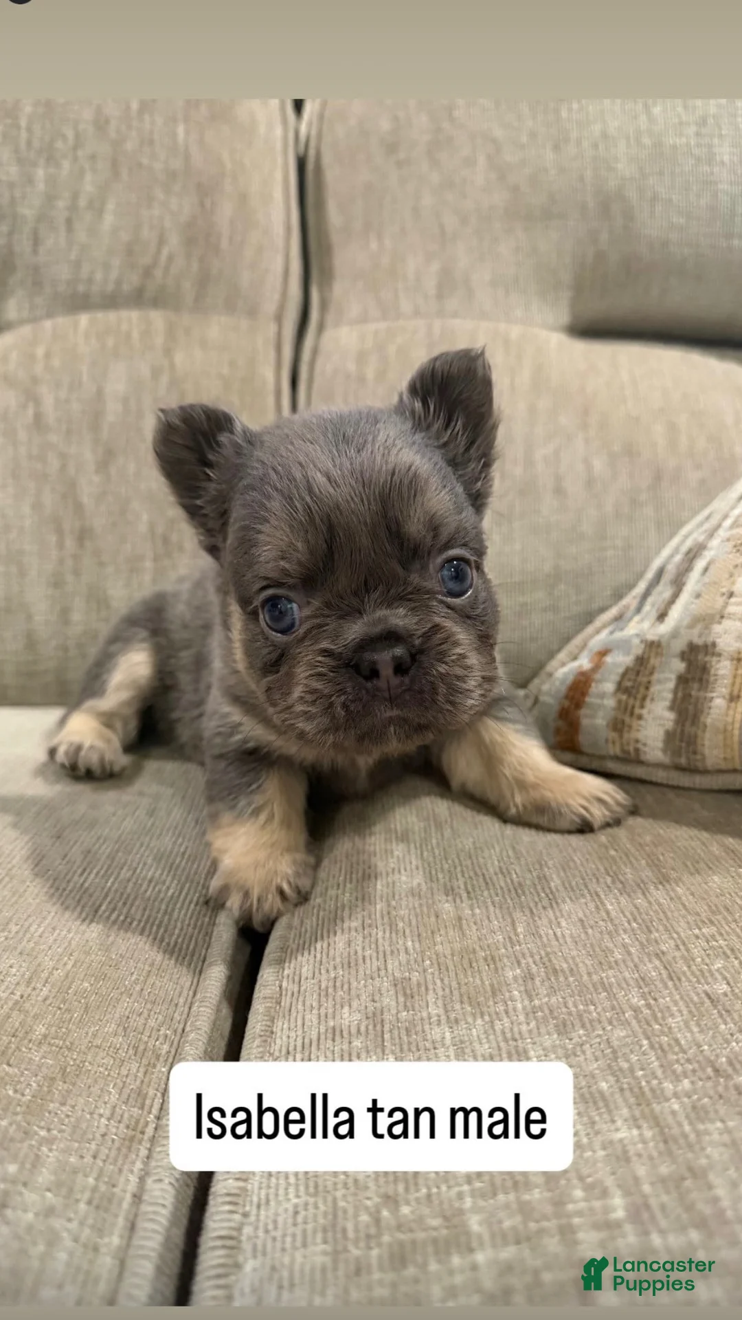 French Bulldog dogs for sale: French Bulldog 3 - Ad 7